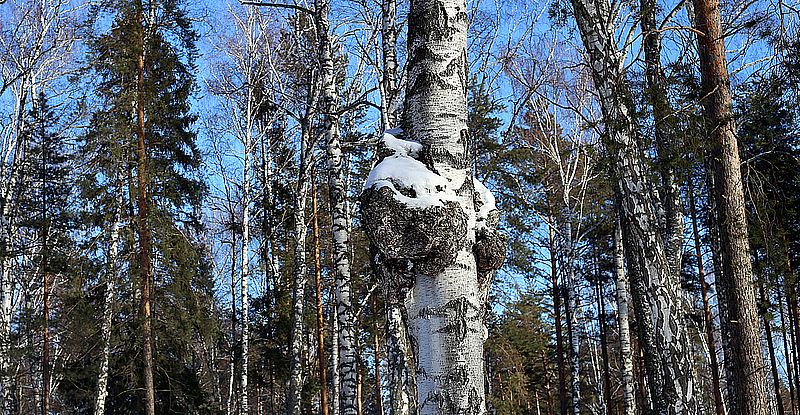 Chaga Pilz Tee 250g Vitalpilz aus Finnland - Image 4