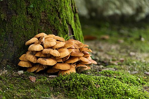 Bio Maitake Pulver 250g - Image 6