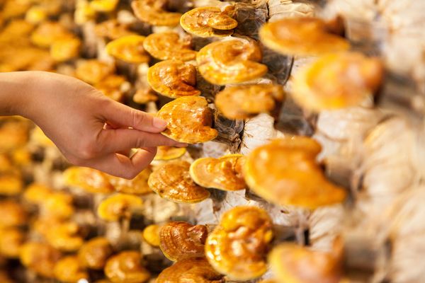 Reishi Pulver 250g | Bio | Vitalpilz für Reishi Tee - Image 8